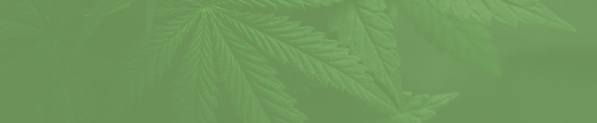 Close-up of green serrated plant leaves with a rich green overlay