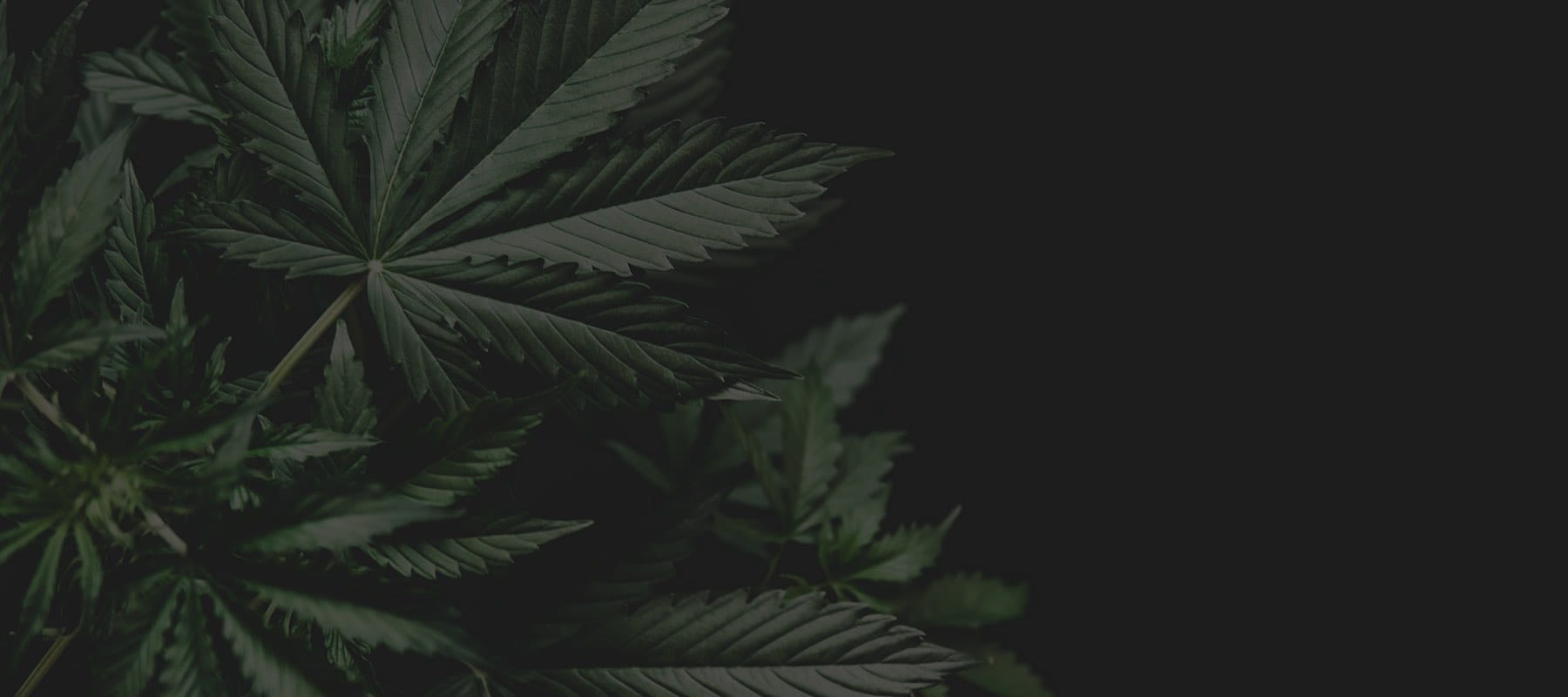 Close-up of dark green cannabis leaves against a black background, moody and dramatic lighting