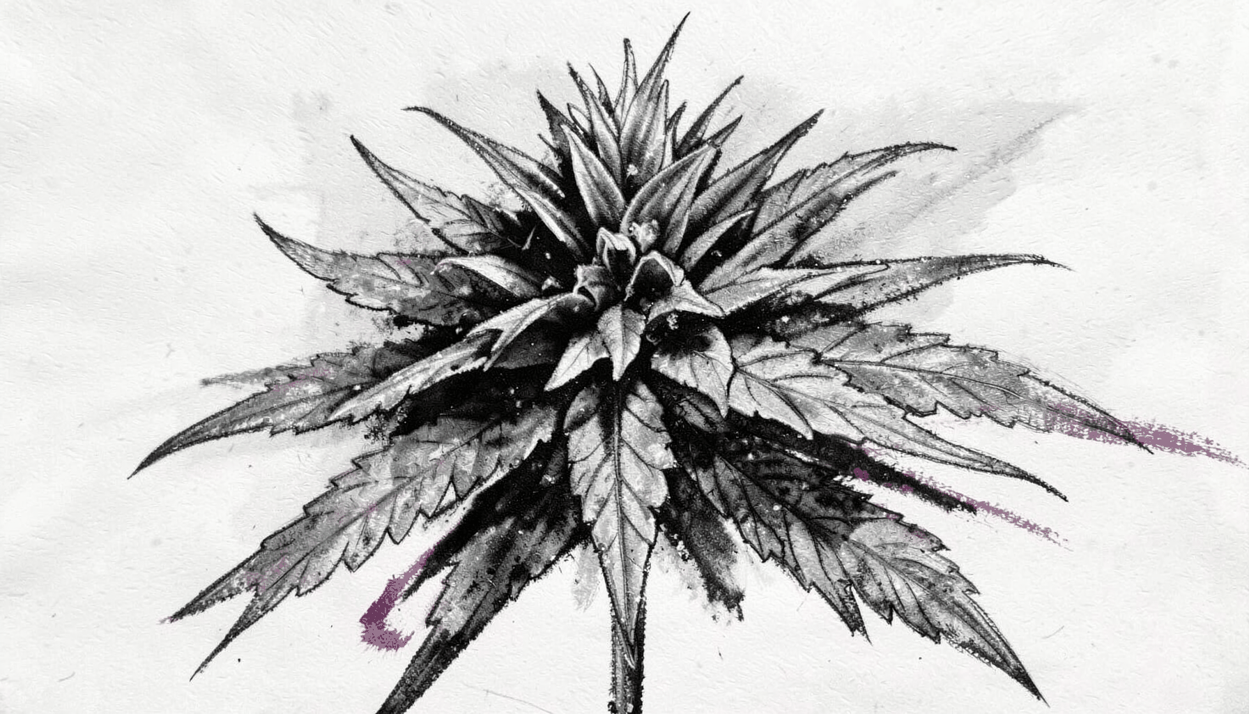 Bold charcoal drawing of a fluffy cannabis flower with layered leaf structure, soft gray gradients
