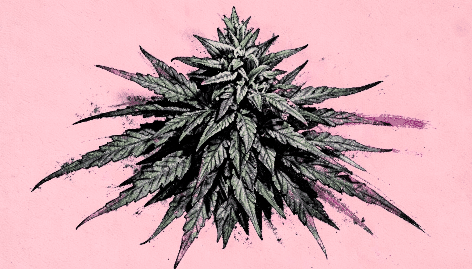 Bold charcoal drawing of a dense cannabis bud with layered leaves, dark green and deep gray tones against a soft pink background, moody and atmospheric