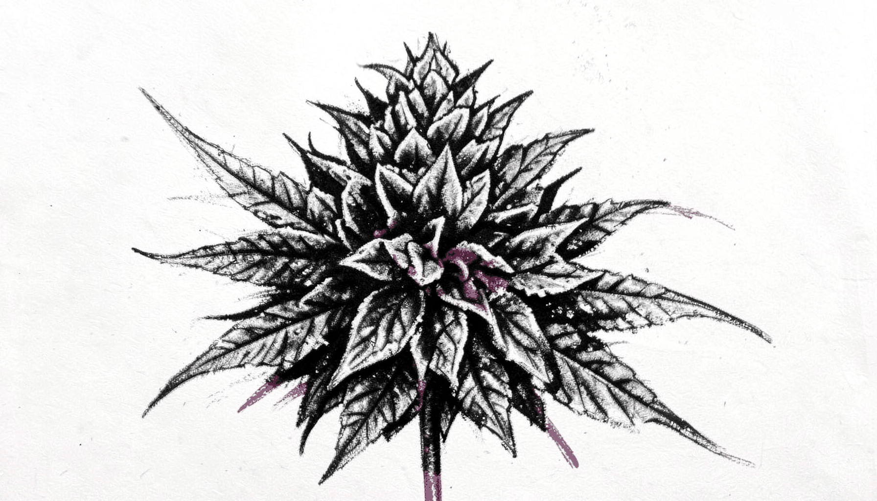 Bold charcoal drawing of a chunky cannabis flower with tight structure, deep grays and soft highlights