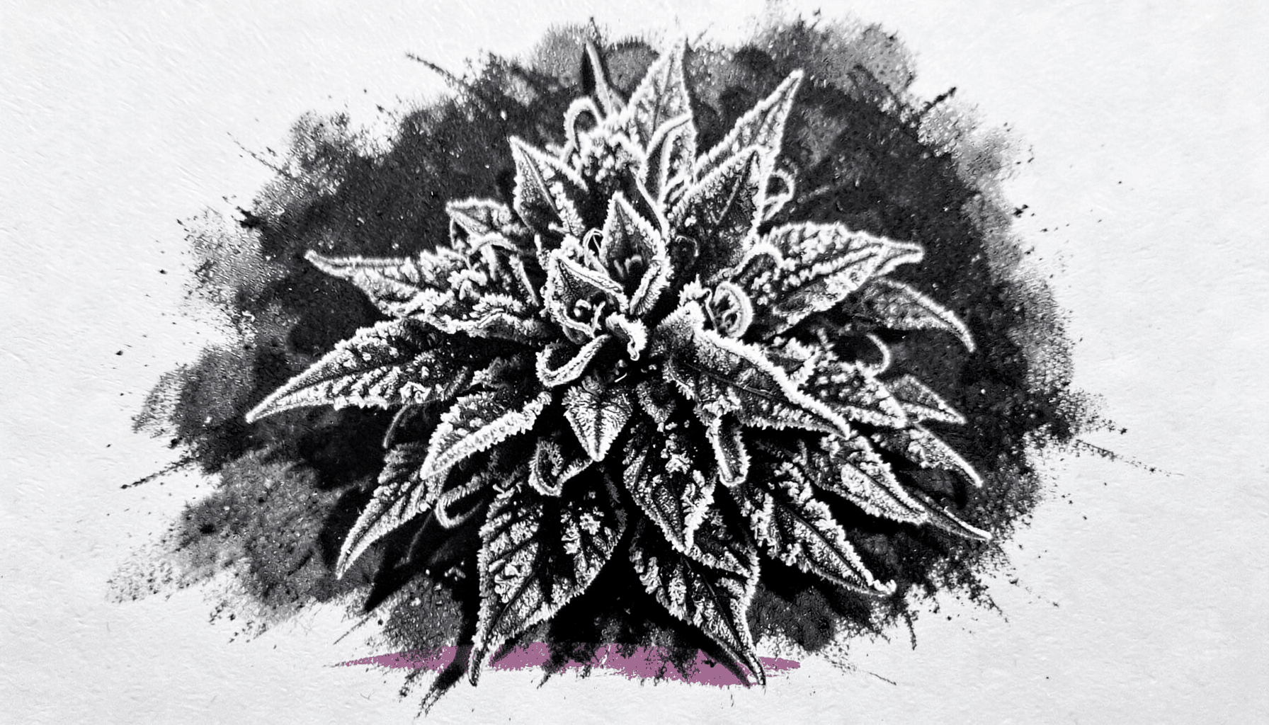 Bold charcoal sketch of a dense frosty cannabis nug, dark charcoal with pale highlights suggesting trichomes